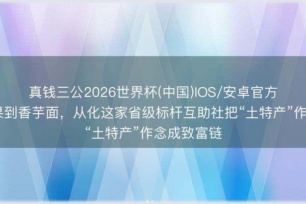 真钱三公2026世界杯(中国)IOS/安卓官方下载 从生果到香芋面，从化这家省级标杆互助社把“土特产”作念成致富链